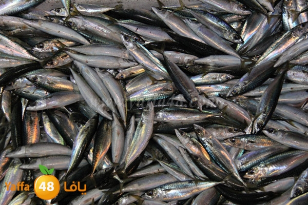 fishes in jaffa 0107 (9).JPG